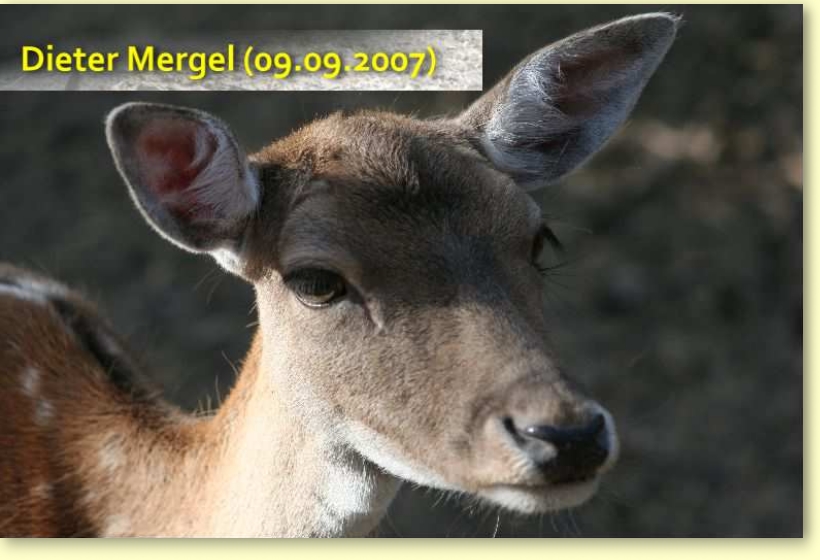 Damwild1.jpg (780 X 520)