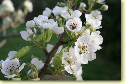 Frühling 1.jpg