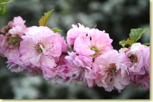  Frühling-3.jpg 