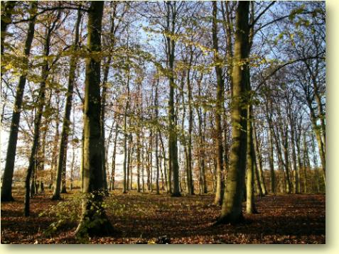  Herbst-2.jpg 