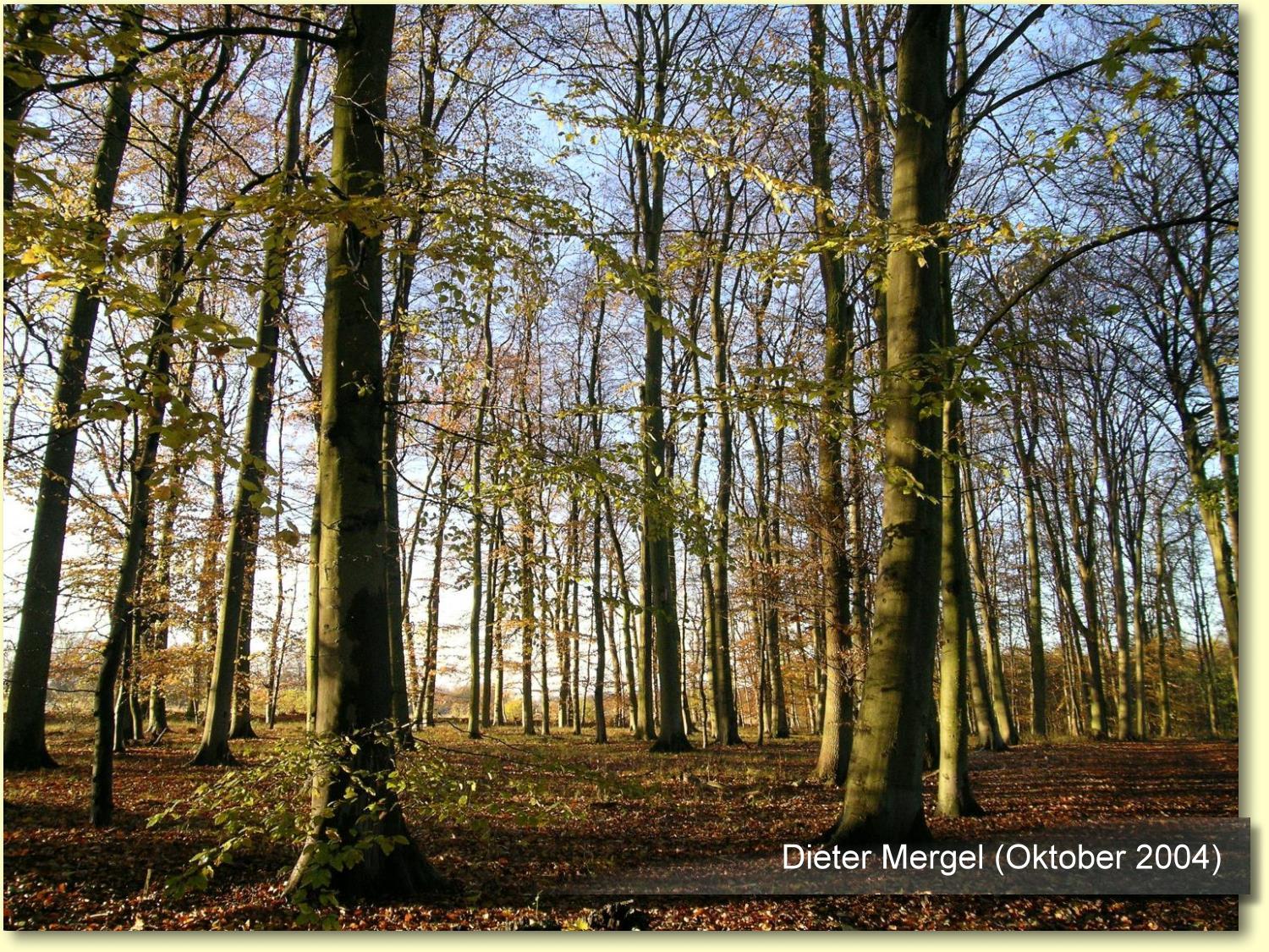  Der Kontrast im Herbst und mit Sonne ist Phantastisch ... 