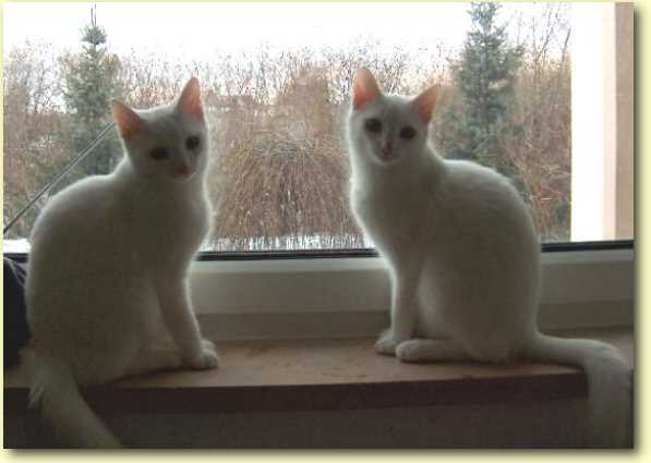  Katzen-1.jpg  