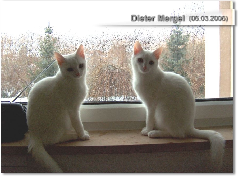 Katzen-1a.jpg (900 X 674)