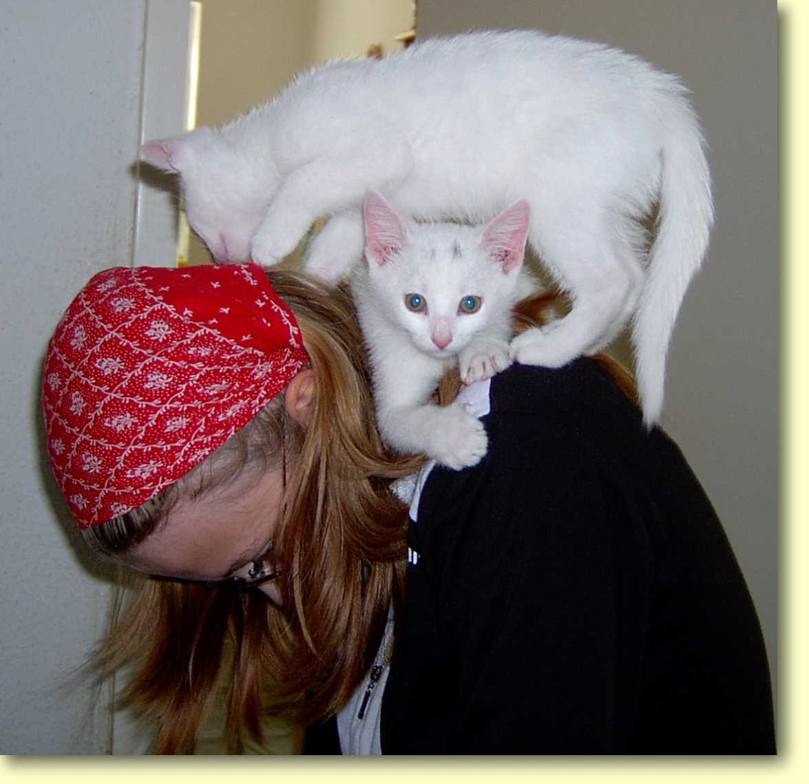  Katzen-2.jpg  