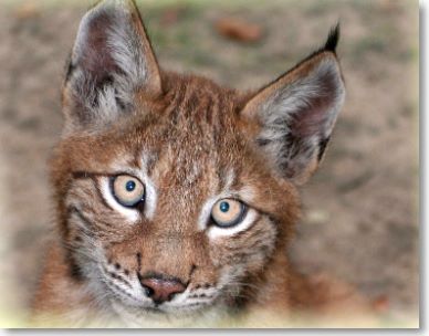  Luchs-2.jpg 