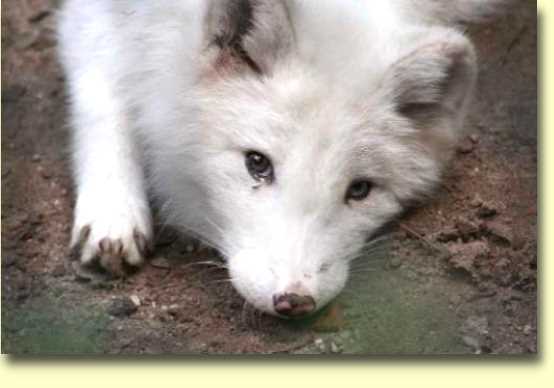  Polarfuchs-1.jpg 