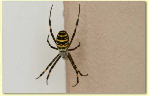  Spinne-1.jpg  