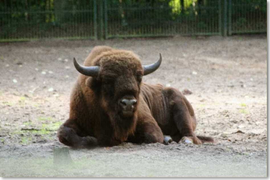 Wiesent.jpg